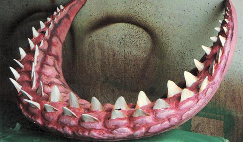 Shark Teeth